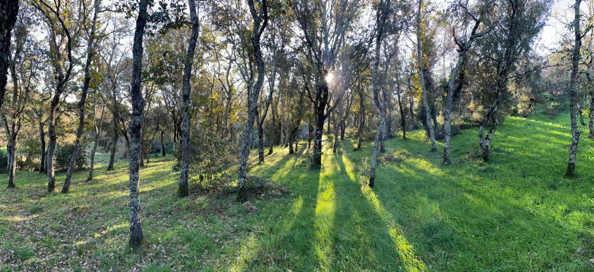 Hôtes d'Azur au Mas de Cocody Le Plan-de-la-Tour Extérieur photo
